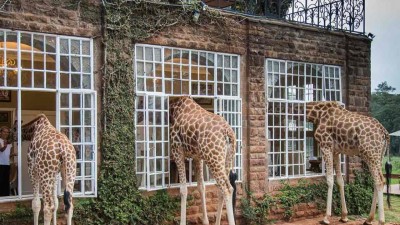 Breakfast With Giraffes at Giraffe Manor