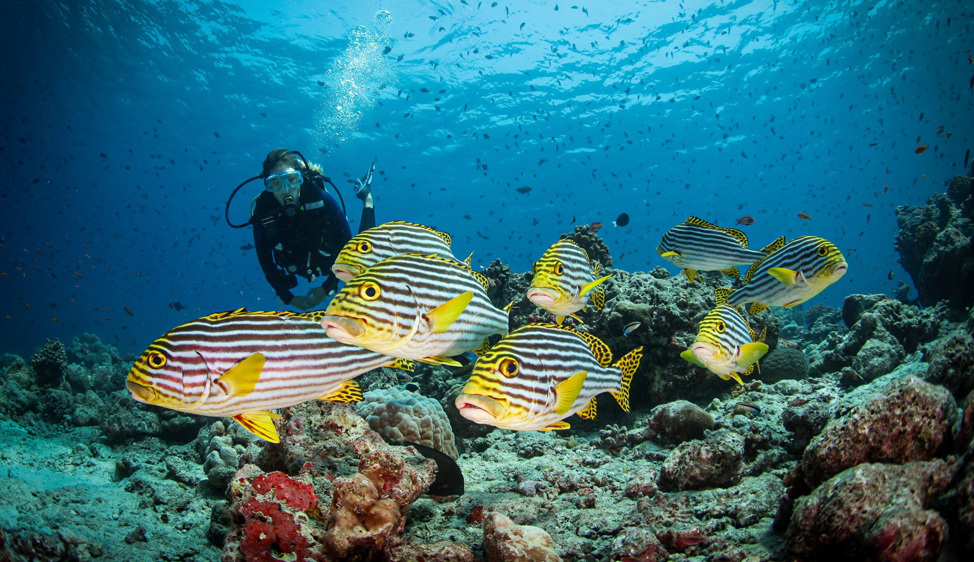 Diver exploring vibrant coral reefs with tropical fish at Conrad Maldives.