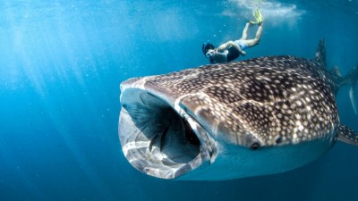 Swimming with a whale shark on excursion from Conrad Maldives.