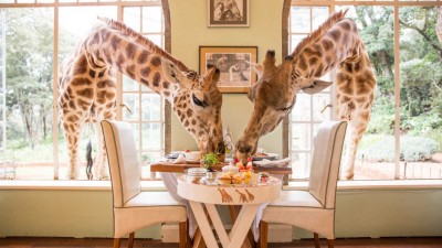 A guest hand-feeding a Rothschild's giraffe during breakfast at Giraffe Manor's sunroom in Nairobi, Kenya.
