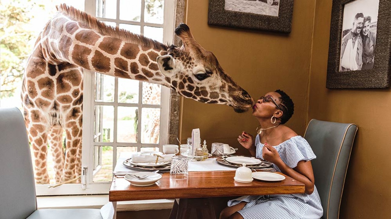 A guest at Giraffe Manor experiencing a "giraffe kiss" by offering a pellet to a Rothschild's giraffe, a unique and memorable wildlife interaction.