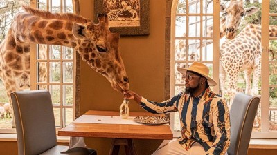 A guest hand-feeding a Rothschild's giraffe at Giraffe Manor. The giraffe uses its long, prehensile tongue to take a food pellet during breakfast.