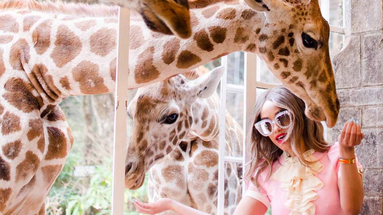 A guest feeding a Rothschild's giraffe directly from her room's window at Giraffe Manor in Nairobi, Kenya.