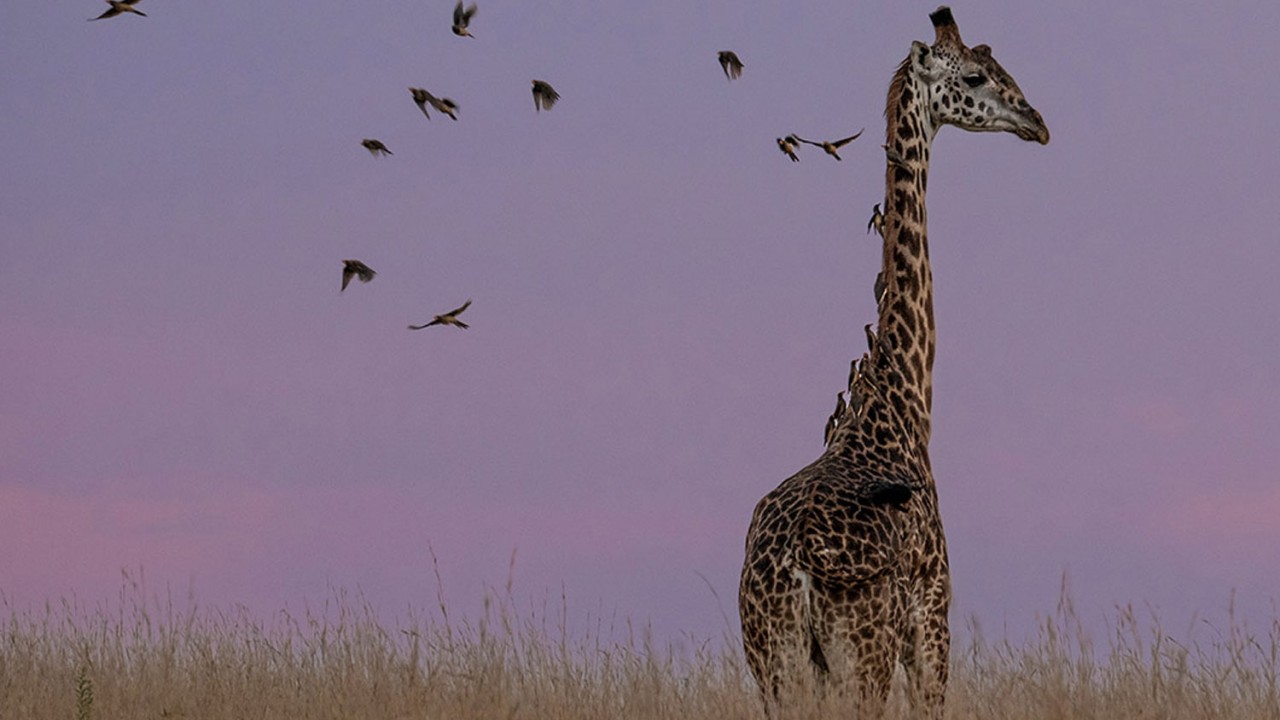 A solitary giraffe silhouetted against a stunning sunset sky in Nairobi National Park, with birds in flight, easily accessible from Giraffe Manor.