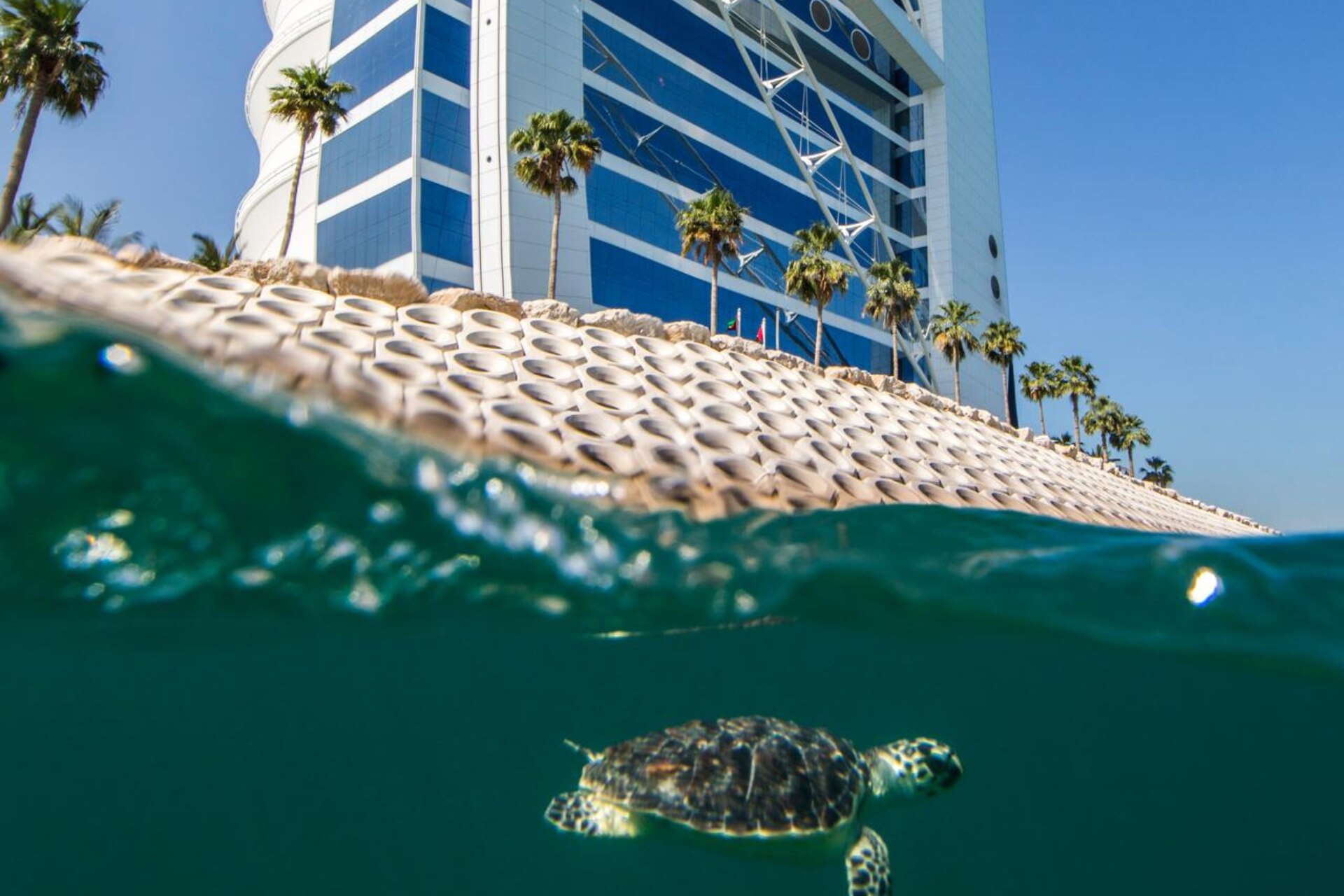 The release of a rehabilitated sea turtle, part of the Dubai Turtle Rehabilitation Project supported by the hotel.
