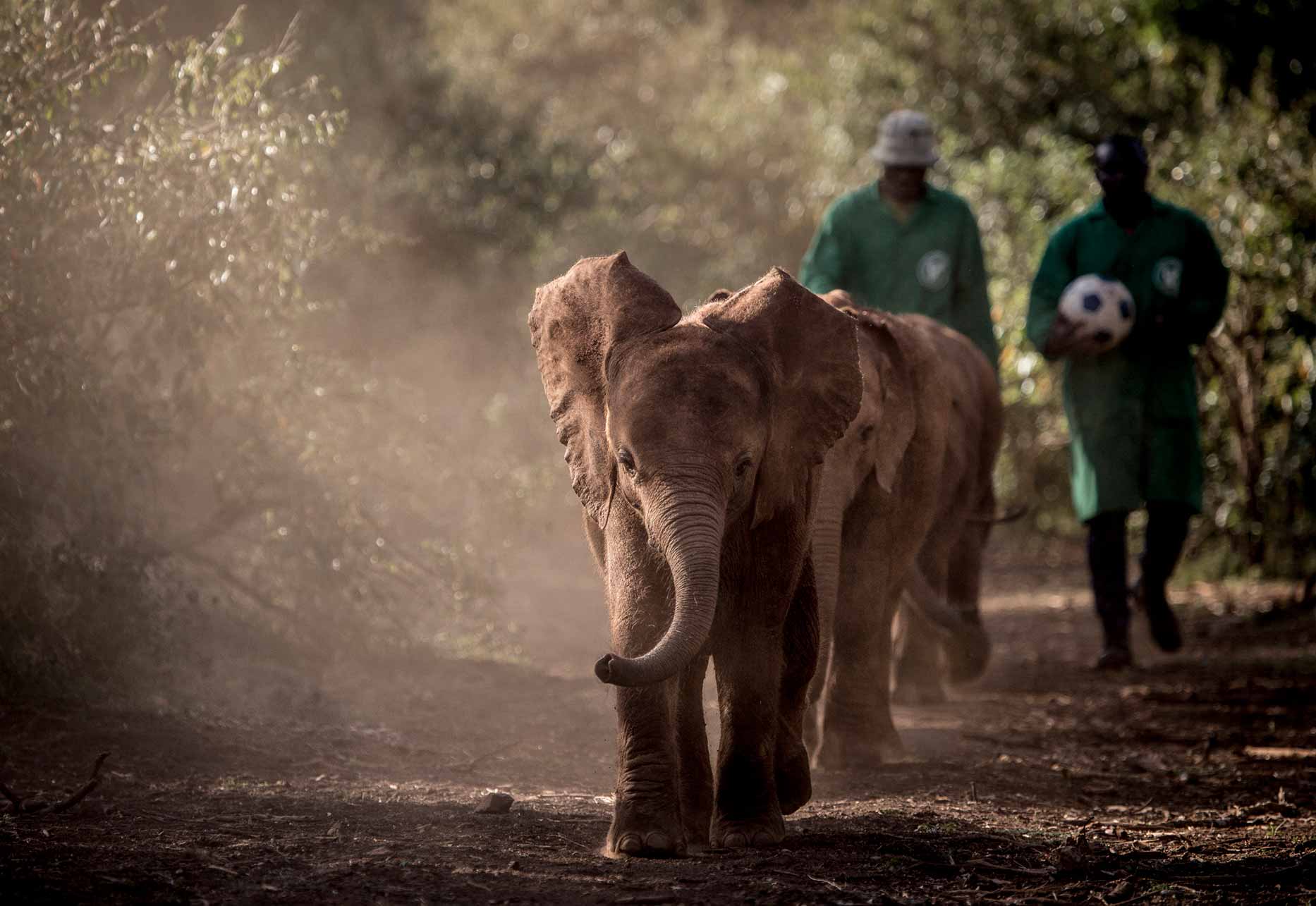 Baby elephant calves enjoying a mud bath at the Sheldrick Wildlife Trust elephant orphanage, a must-visit conservation experience near Giraffe Manor.
