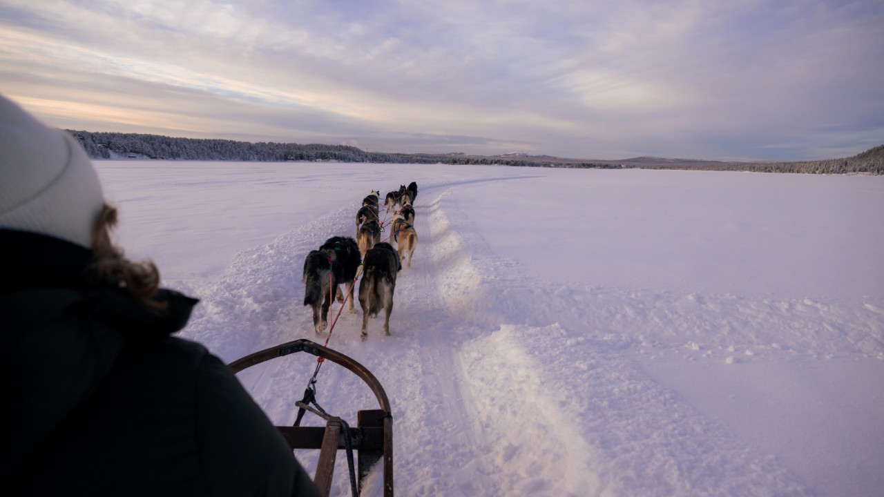 A musher guides his dog sled team through the pristine snow-covered landscape near Icehotel in Swedish Lapland.